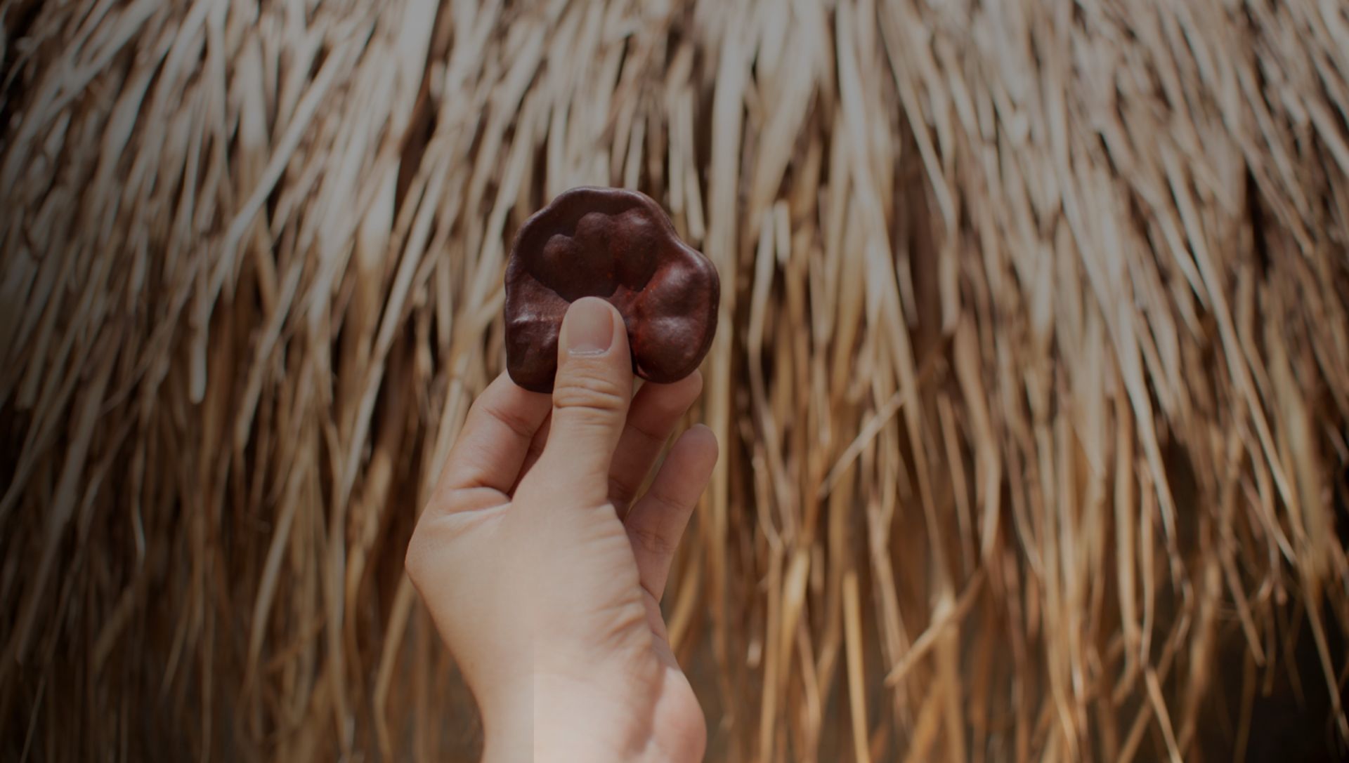 Naturaleza Yucatan Tsukan Santuario de vida semilla de arbol fondo casa de paja yucateca
